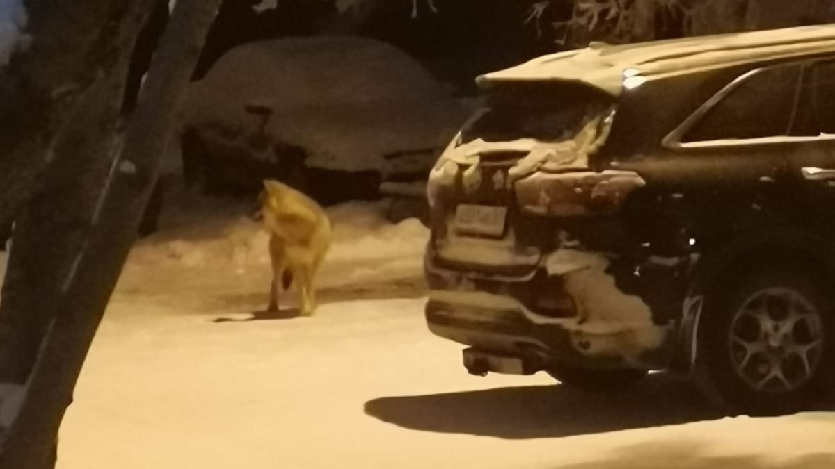 Голодные волки рыщут. Волк в Оленегорске Мурманской области. Волки напали на машину.